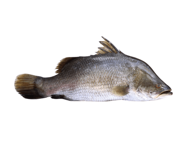 KORAL(W) 3KG&UP