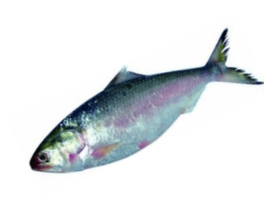 Hilsa Fish: Health Benefits and Possible Drawbacks