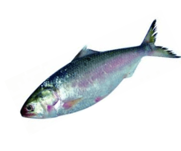 Hilsa Fish: Health Benefits and Possible Drawbacks