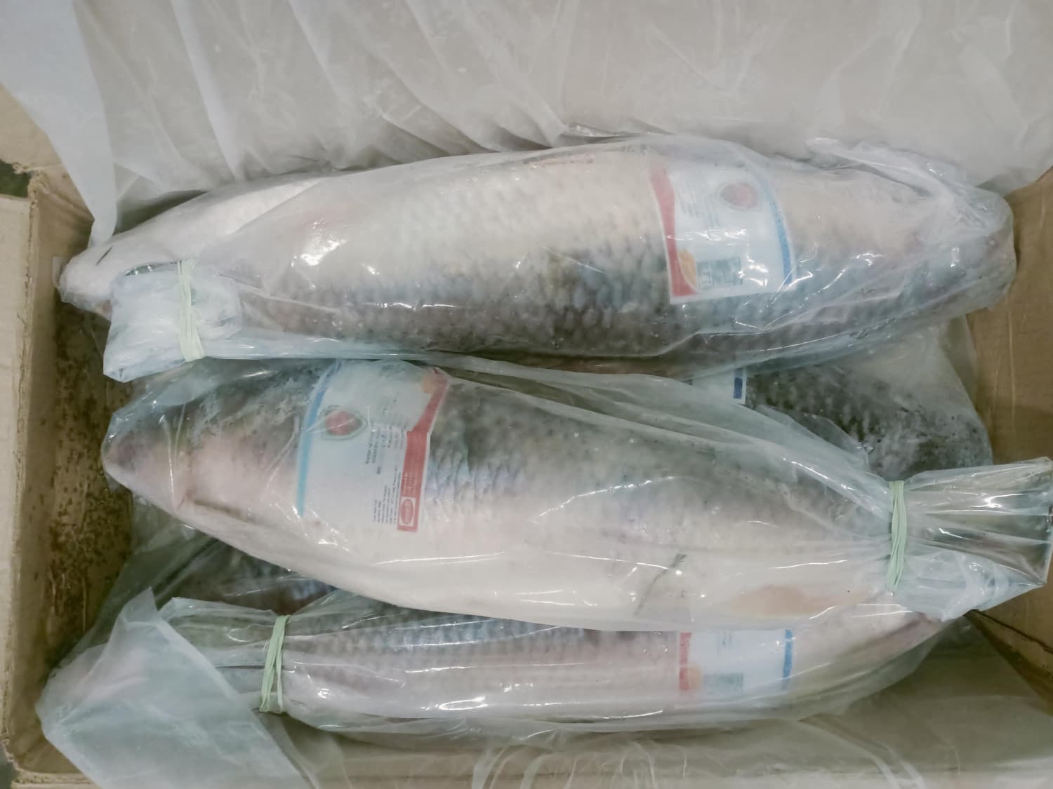 T-Shirts Every Man Needs in His Wardrobe